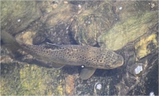 <p>PSTRUH OBECNÝ (Salmo trutta morpha fario)</p>
